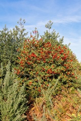 Holly (Ilex aquifolium) with Berries - r73969