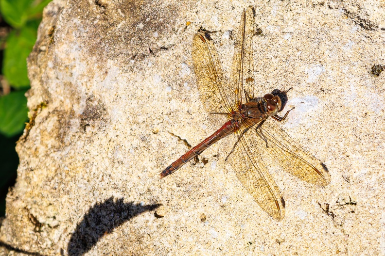 dragonfly-r73916-g-Enhanced-RD-NR.jpg
