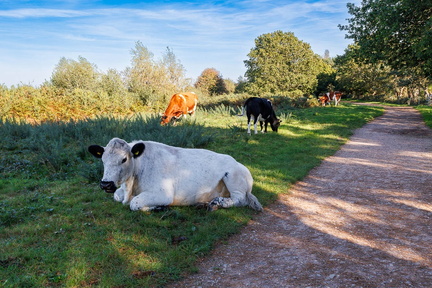 Heathland Cattle - r73922