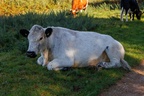 Heathland Cattle - r73926