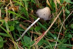 Inkcap Mushroom - r74289