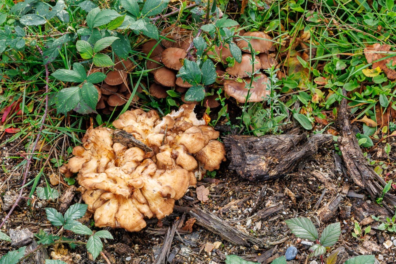 mushrooms-r74273-g-Enhanced-RD-NR.jpg