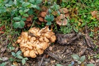 Mushrooms - r74273