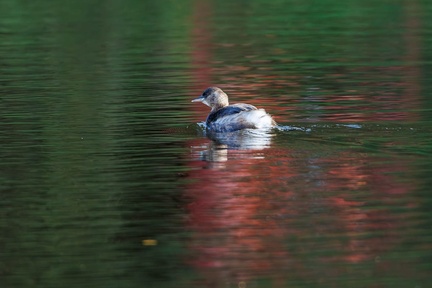 Little Grebe in Red - r74201