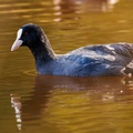 Coot on Gold - r74171