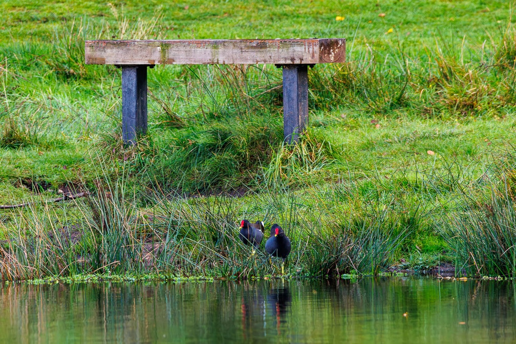 Moorhens by Bench - r74156