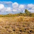 Heathland Landscape - r74125