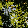 Sweet Chestnut Tree Canopy - r74135