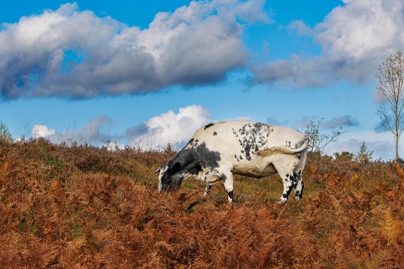 Grazing Cow on Autumn Heathland - r74238