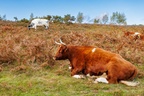 Cattle on Autumn Heathland - r74260