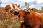 Cattle on Autumn Heathland - r74259