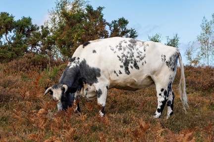Grazing Cow on Autumn Heathland - r74253
