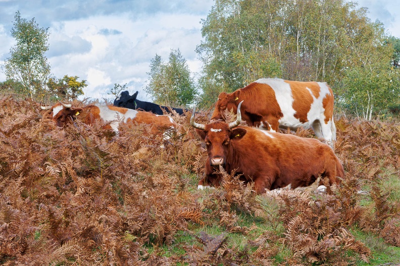 Cattle on Autumn Heathland - r74245