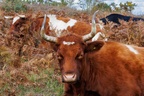 Cattle on Autumn Heathland - r74247