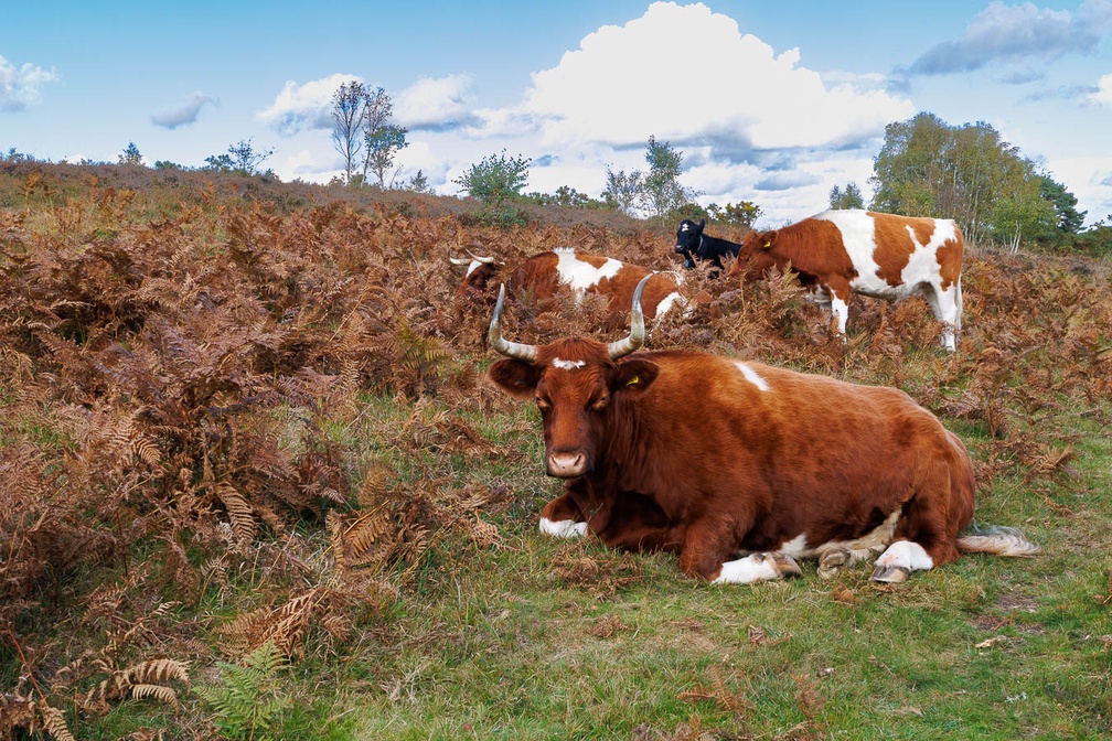 Cattle on Autumn Heathland - r74252