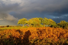Heathland Tree Clump in Golden Hour Sunshine Against Stormy Sky - PK1-11836