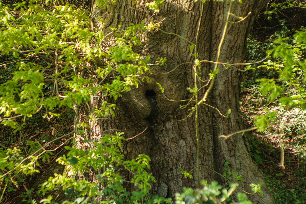 Oak Tree with Callus - 400d9518