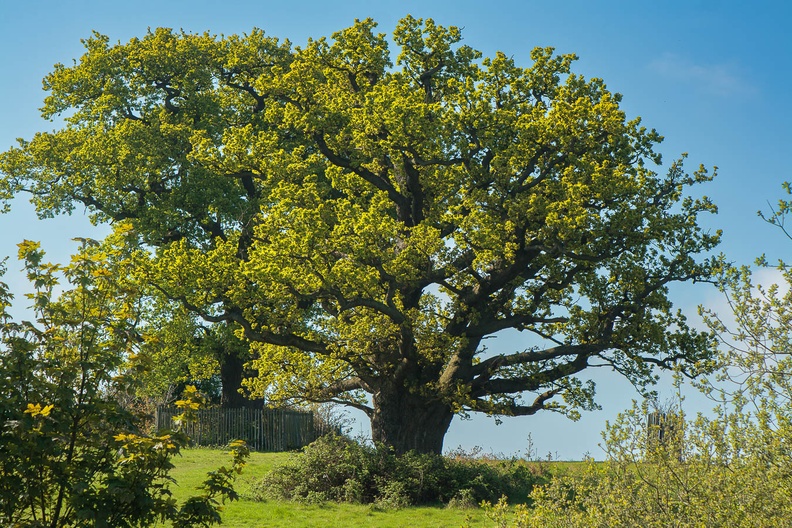 oak-tree-j9-400d9521-g-Enhanced-NR.jpg