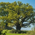 Old Oak Tree - 400d9521