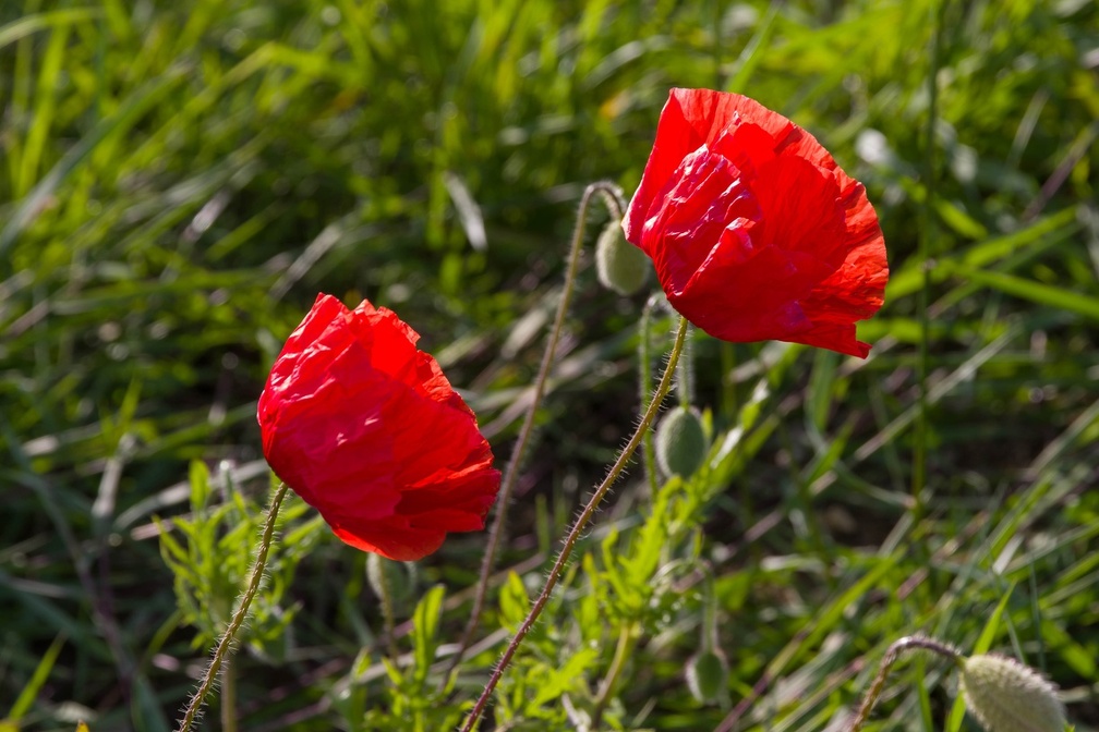Red Poppies - pk1-13028