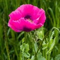 Opium Poppy Flower - pk1-13048