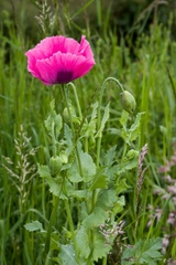 Poppy Flower - pk1-13044