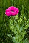 Poppy Flower - pk1-13048