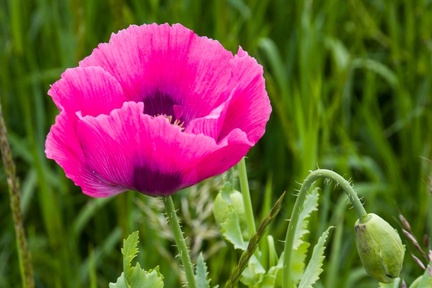 Opium Poppy Flower - pk1-13045