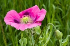 Opium Poppy Flower - pk1-13046