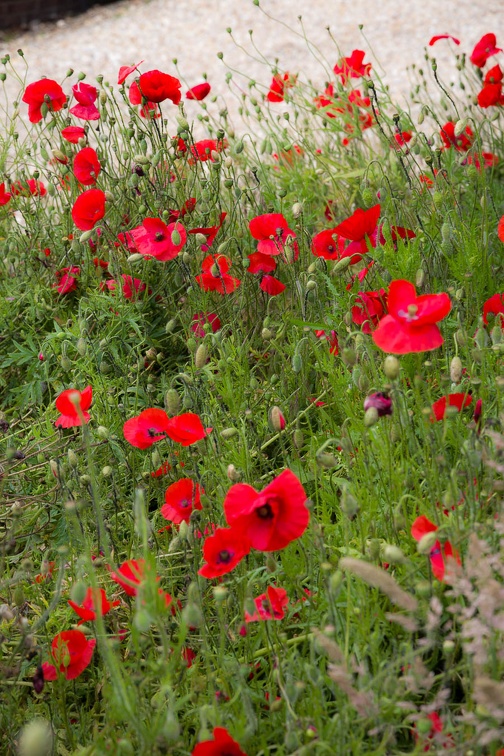 Red Poppies - pk113233