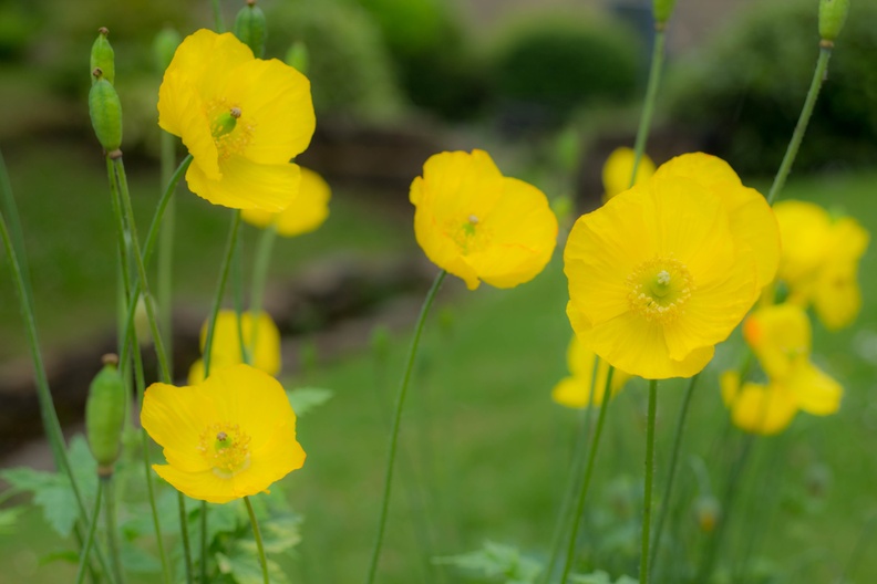 Welsh Poppy Flowers - 6d13086