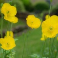 Welsh Poppy Flowers - 6d13086