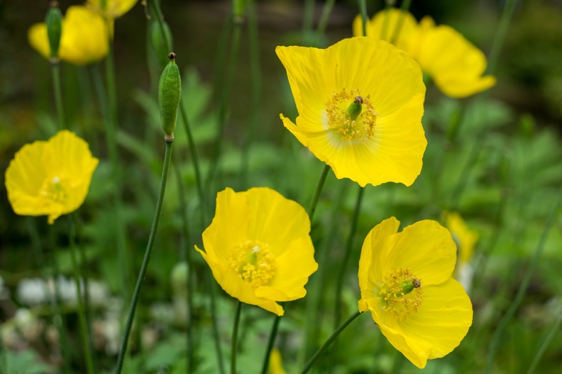 Welsh Poppy Flowers-6d13087