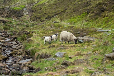 Sheep on Moor - 6d13137