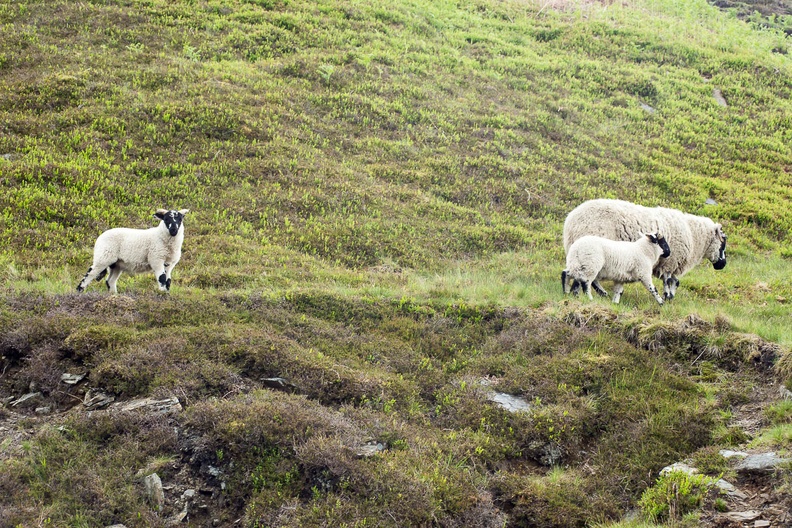 Ewe with Lambs - 6d13140