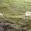 Ewe with Lambs - 6d13140