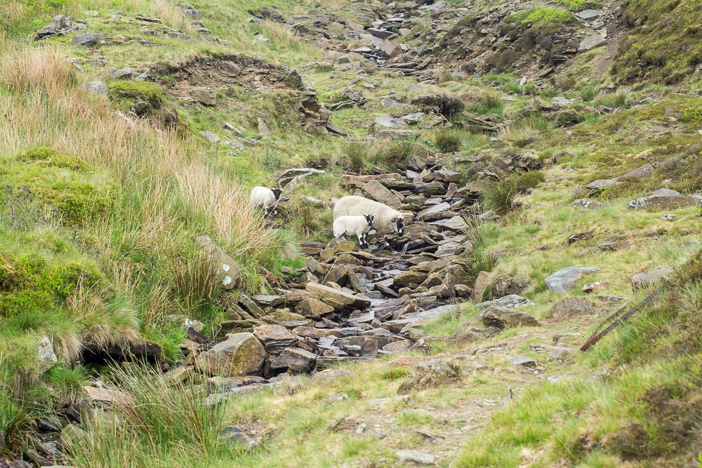 Sheep Crossing Red Brook - 6d13135