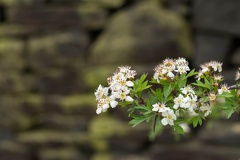 Hawthorn Blossom - 6d13101