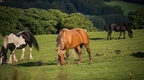Horses Grazing - 6d4551