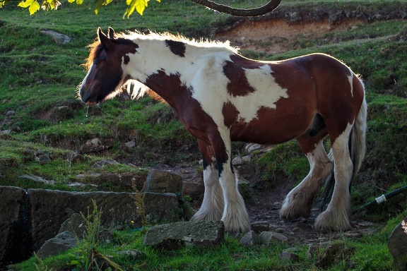 Gypsy Cob Horse - 6d4440