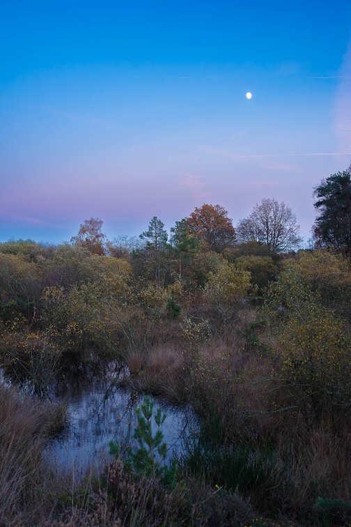 Autumn Dusk Twilight over Heathland - pk112133