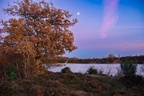 Heathland Autumn Dusk Twilight - pk112157