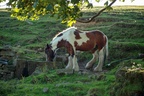 Gypsy Cob Horse - 6d4437