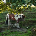 Gypsy Cob Horse - 6d4433