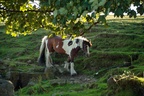 Gypsy Cob Horse - 6d4433