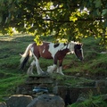 Gypsy Cob Horse - 6d4432
