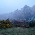 Nightfall on Foggy Heathland - pk112320