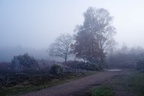 Nightfall on Foggy Heathland - pk112318
