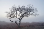 Oak in Fog - pk112313