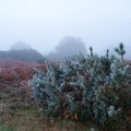 Frosty Gorse in Fog - pk112301